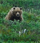 Brown Bear (ursus arctos horribilis), Alaska