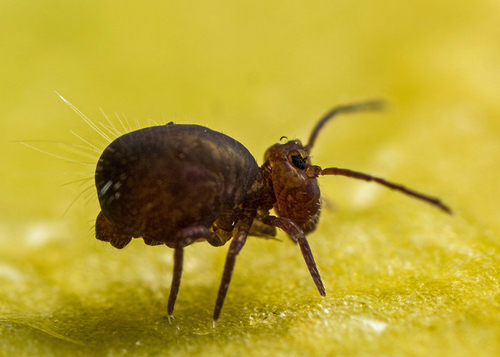 [i]Dicyrtoma fusca[/i]. On the underside of a fallen leaf. Warwickshire, November 2013.