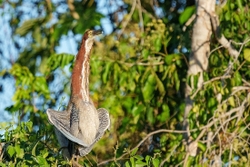 tiger heron 1