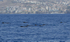 Logging "Short finned pilot whales, Madeira,