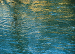14th March Blue & Gold