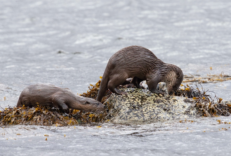 Eurasian Otter - Isle of Mull - Scotland