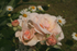 Rose - Peace 5