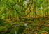 Tollymore Forest Park