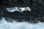 Red-tailed Tropicbird (adult) hovering, Kilauea Point, Kauai