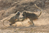 Squabbling  Baboon