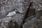 Gillemot_0001
