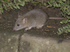 House Mouse