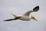 Gannet