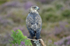 Common Buzzard