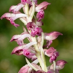 Bug orchid (Anacamptis coriophora ssp fragrans) formerly regarded as Orchis coriophora ssp fragrans