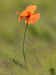 Poppy