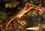 Liocarcinus depurator