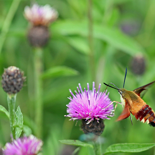 A hummingbird clearwing moth feeding on black knapweed.