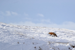 Red Fox climbing ridge, Yellowstone National Park