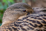 mallard Anas platyrhynchos-5018