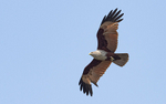 Brahmany Kite