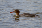 Merganser