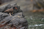 Blackish Oystercatcher (juvenile) side view, Chanaral Island, Chile