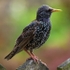Starling (01)