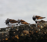 Turnstones