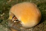 Suberites pagurorum