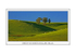 SHEEP ON GREEN ROLLING HILLS- Frame