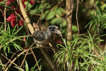 Indian Grey Hornbill, ...