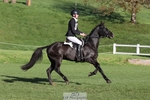 615-MBF.JOEY-Tommy.Marsden-TrotUp+SJ portfolio