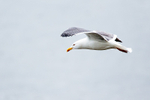 20140417-3K8A0185