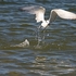 Tern-w-Fish-1-0662