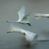 Whooper Swans