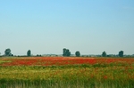 Hortobágy National Park, Hajdú-Bihar county, Hungary