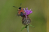 Six Spot Burnet