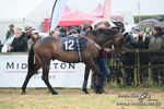 Paxford Races Easter Monday 21/04/25 portfolio