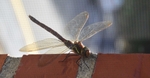 Brown Hawker Dragonfly