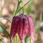 Snakeshead fitillary ( Fritillaria meleagris)