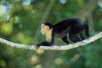 Capuchin monkey running on branch, Panama