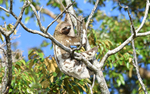 Brown throated three-tord Sloth