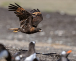 Striated Caracara flies past Gentoos, Sea Lion Island