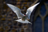 Arctic Tern