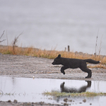 Vulpes Vulpes Wild Black Fox Kit
