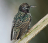 Starling