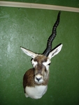 Blackbuck - one horn