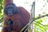 Wild orangutan (Pongo) Borneo_004
