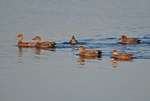Gadwall