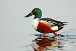 Shoveler m 300412  67a