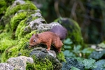 Red Squirrel on Wall
