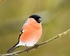 Bullfinch-3866