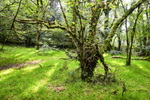 Trees 1